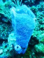 /album/fotogaleria-potapanie-snorchlovanie/mexico-rocks-koraly-jpg/